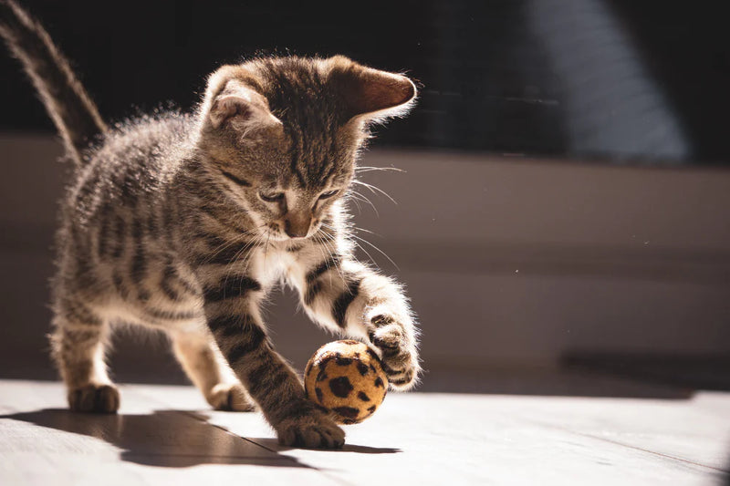 WHY CAT PLAY IS SO IMPORTANT