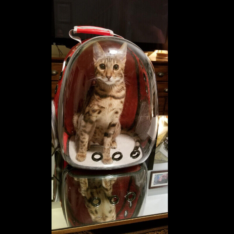 Pet Portable Carrier Backpack Space Capsule Travel Dog Cat Bag Transparent